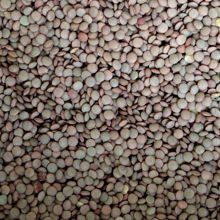 Picture of Organic Green Lentils (Laird) 250g