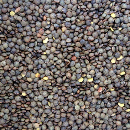Picture of Organic Lentils Du Puy (French)
