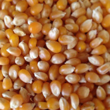Picture of Organic Popping Corn 1kg