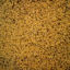 Picture of Organic Hemp Seeds