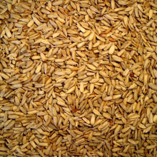 Picture of Organic Sunflower Kernels 1kg