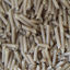 Picture of Organic Tri Grain Penne